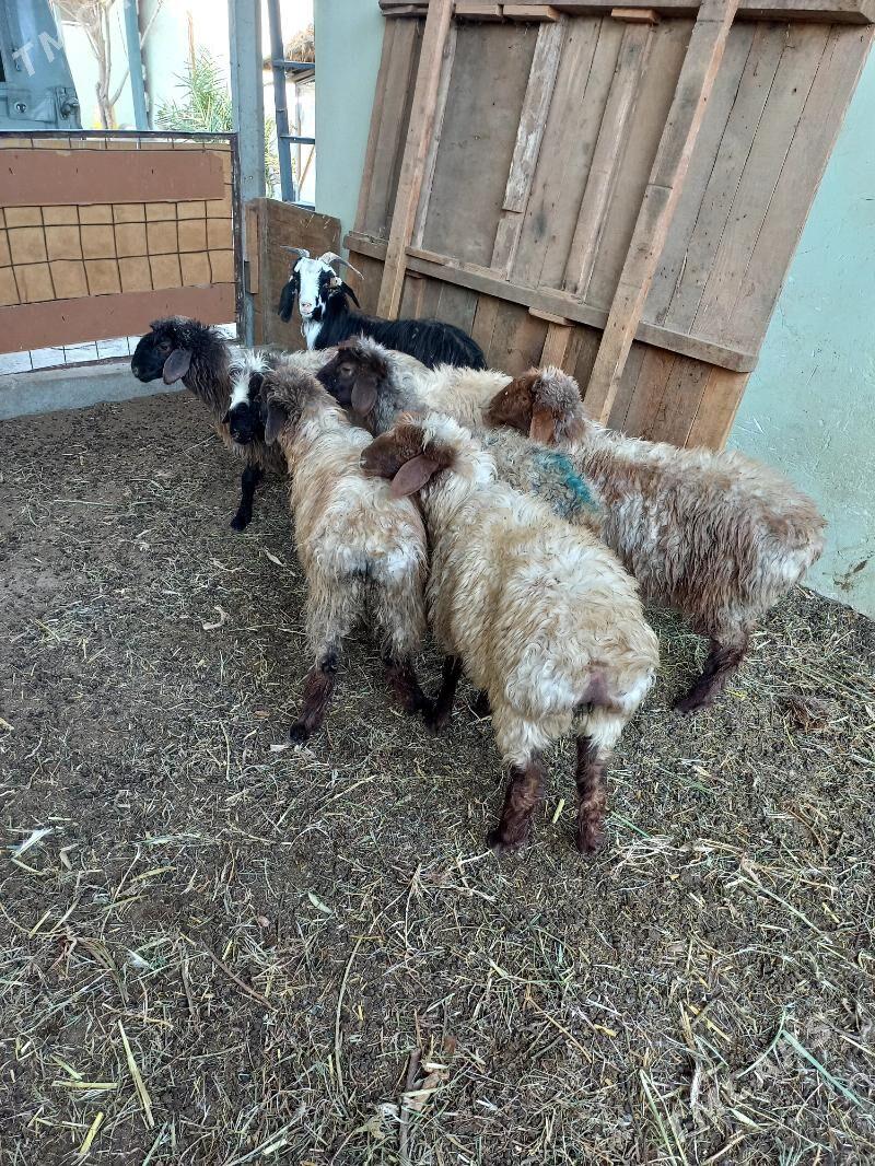 Tokly - Хитровка - img 4