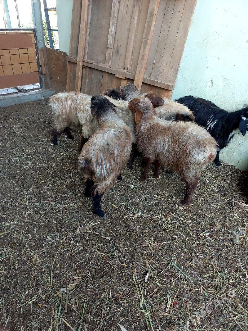 Tokly - Хитровка - img 3