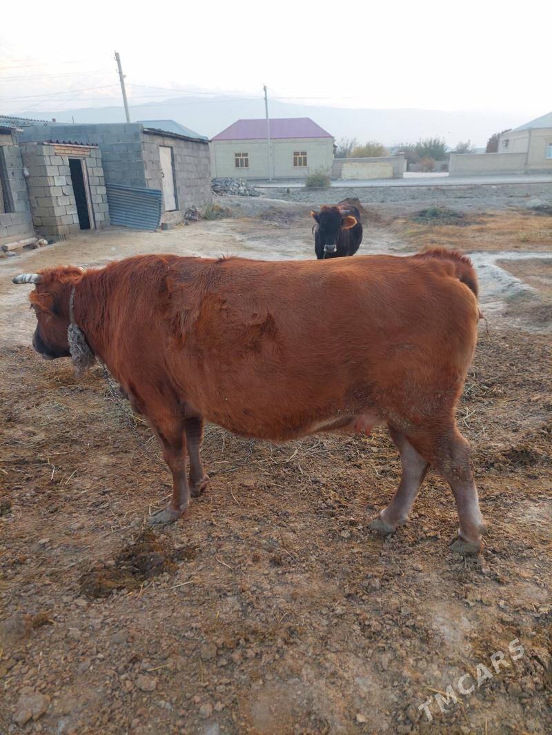 Sygyr - Bäherden - img 8