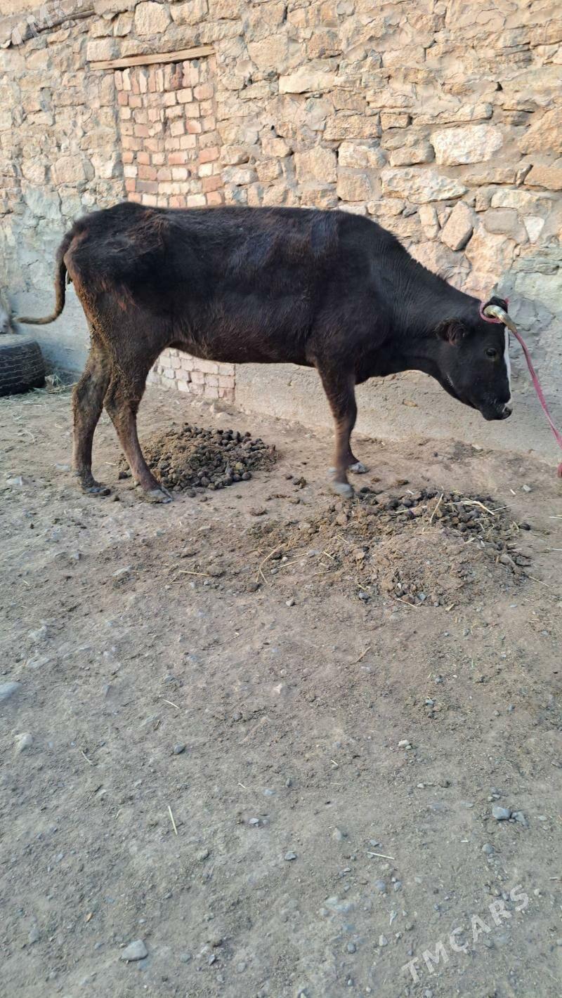 göleli sygyr - Гызыларбат - img 2