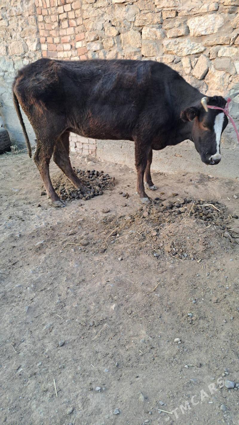 göleli sygyr - Гызыларбат - img 3