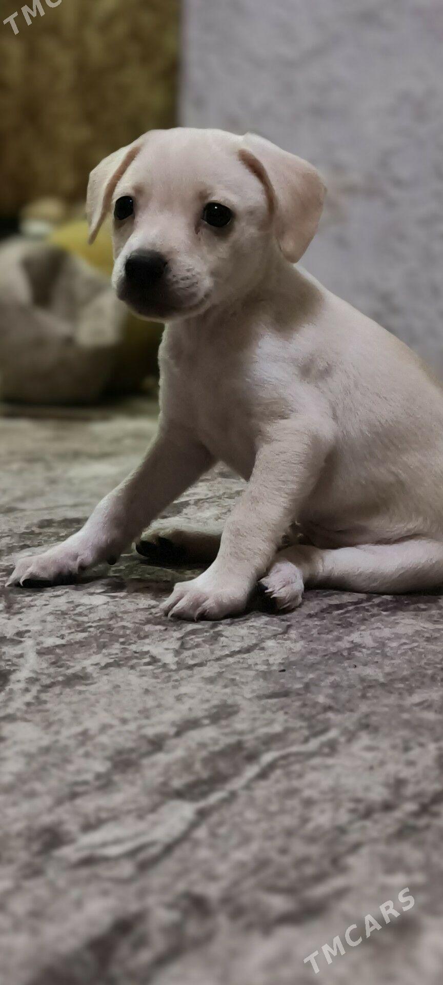 отдаём в хорошие руки - 4 mkr - img 4