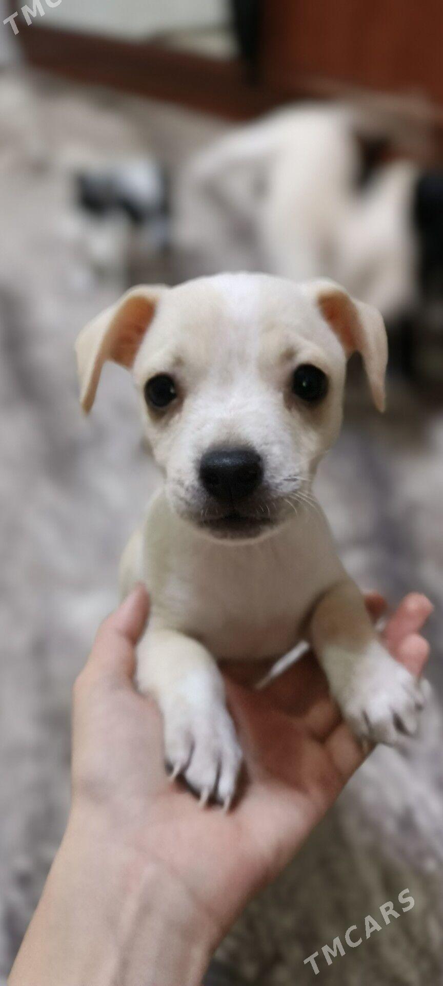 отдаём в хорошие руки - 4 mkr - img 1