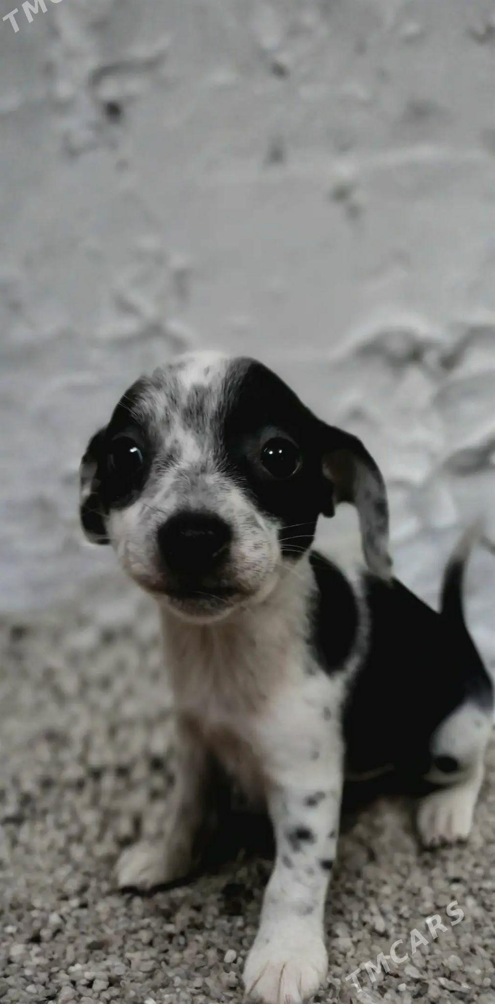 отдаём в хорошие руки - 4 mkr - img 2