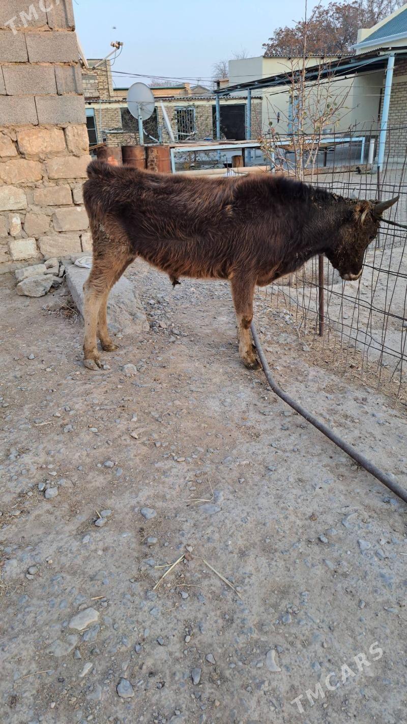 göleli sygyr - Гызыларбат - img 1