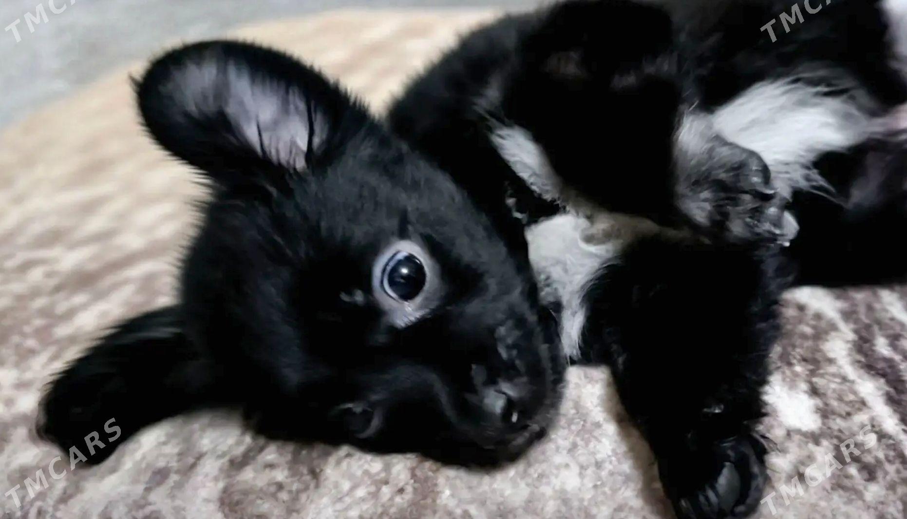 отдаём в хорошие руки - 4 mkr - img 3