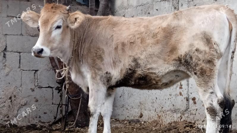 okuz,tuwe - Bäherden - img 3