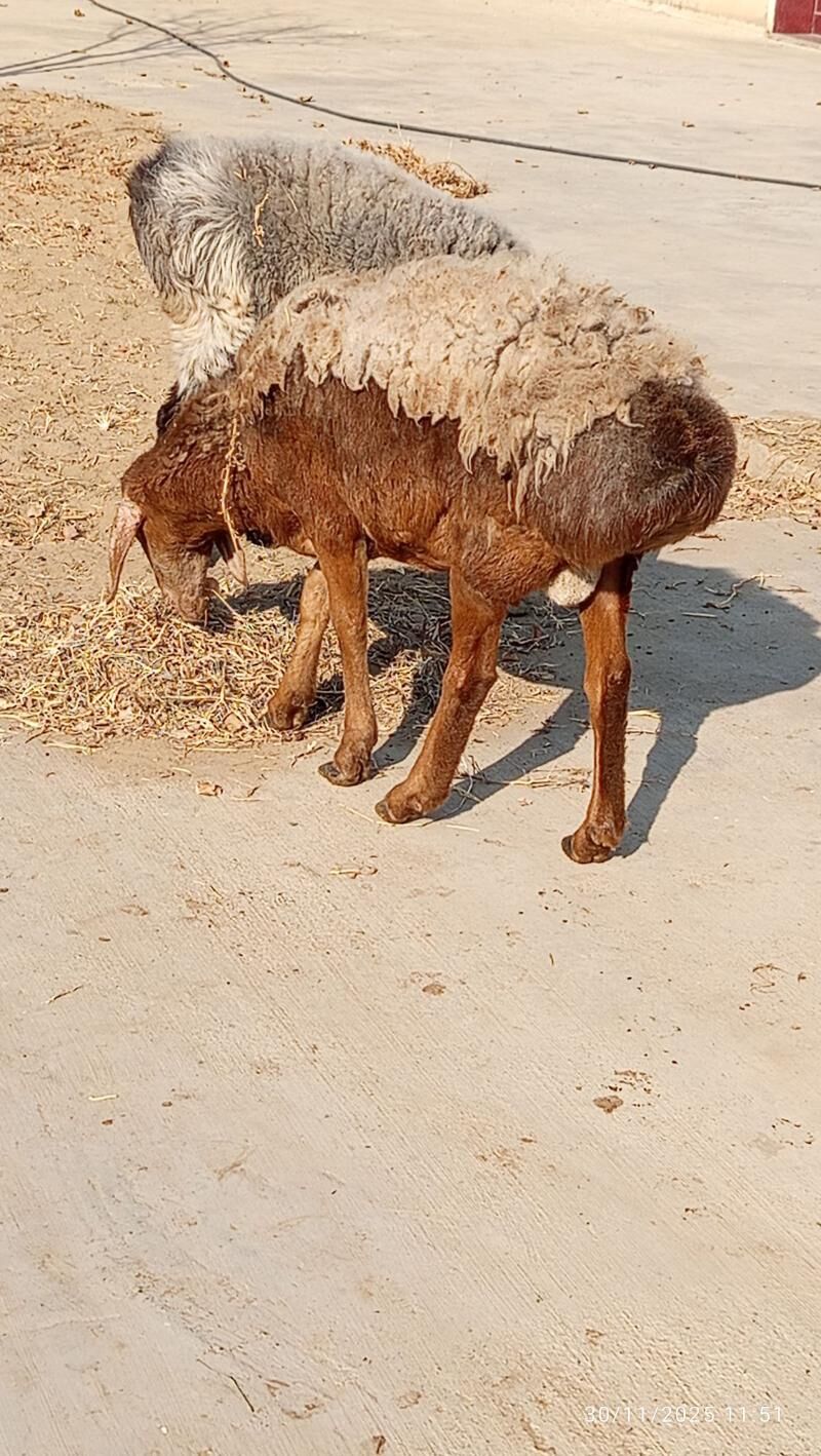 GYSAR GOÇ. - Ашхабад - img 7