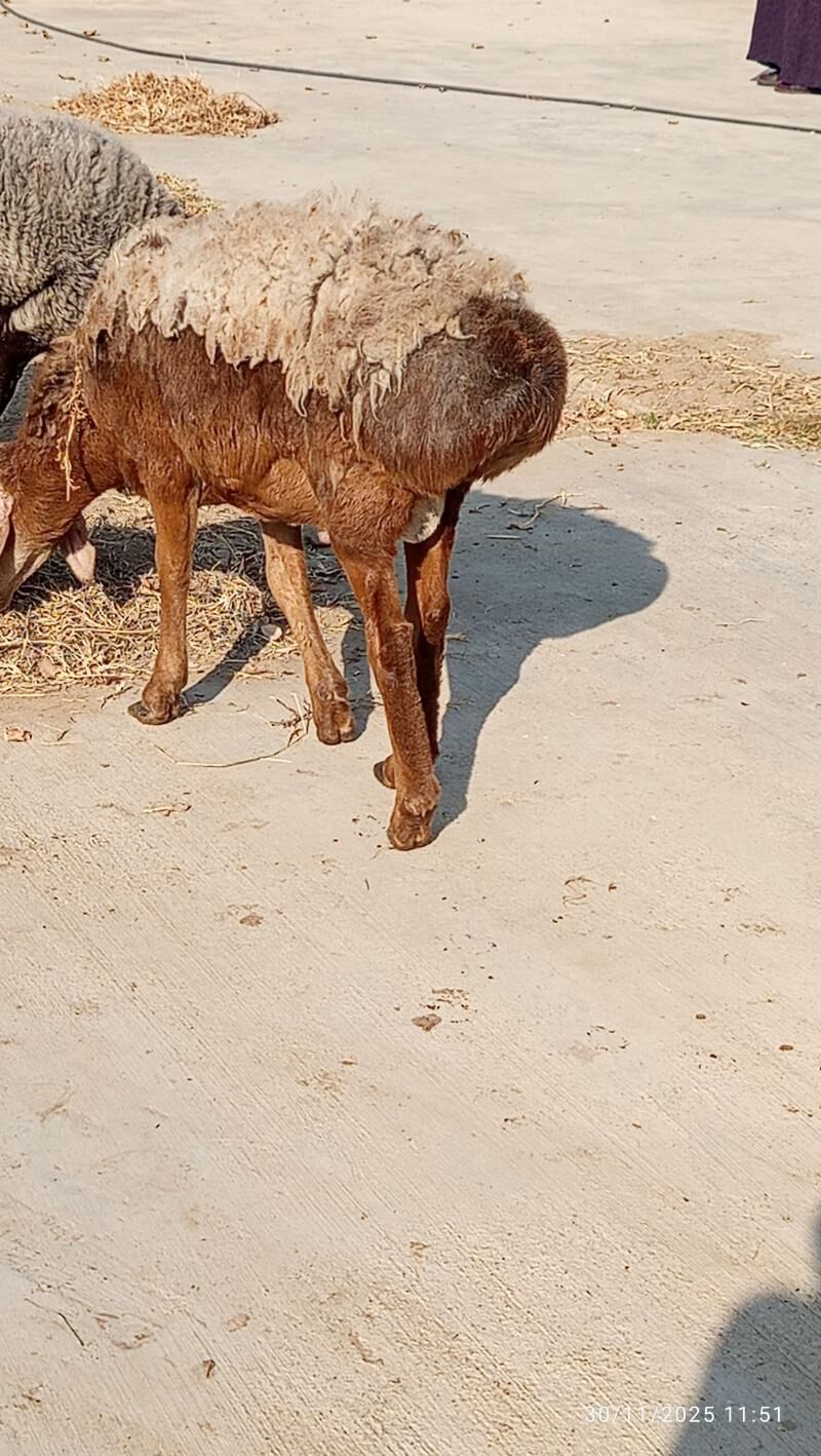 GYSAR GOÇ. - Ашхабад - img 8