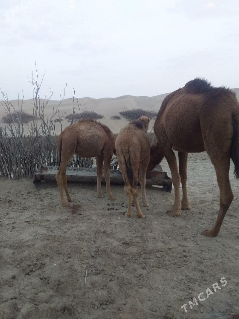 erkek torum - Берекет - img 2