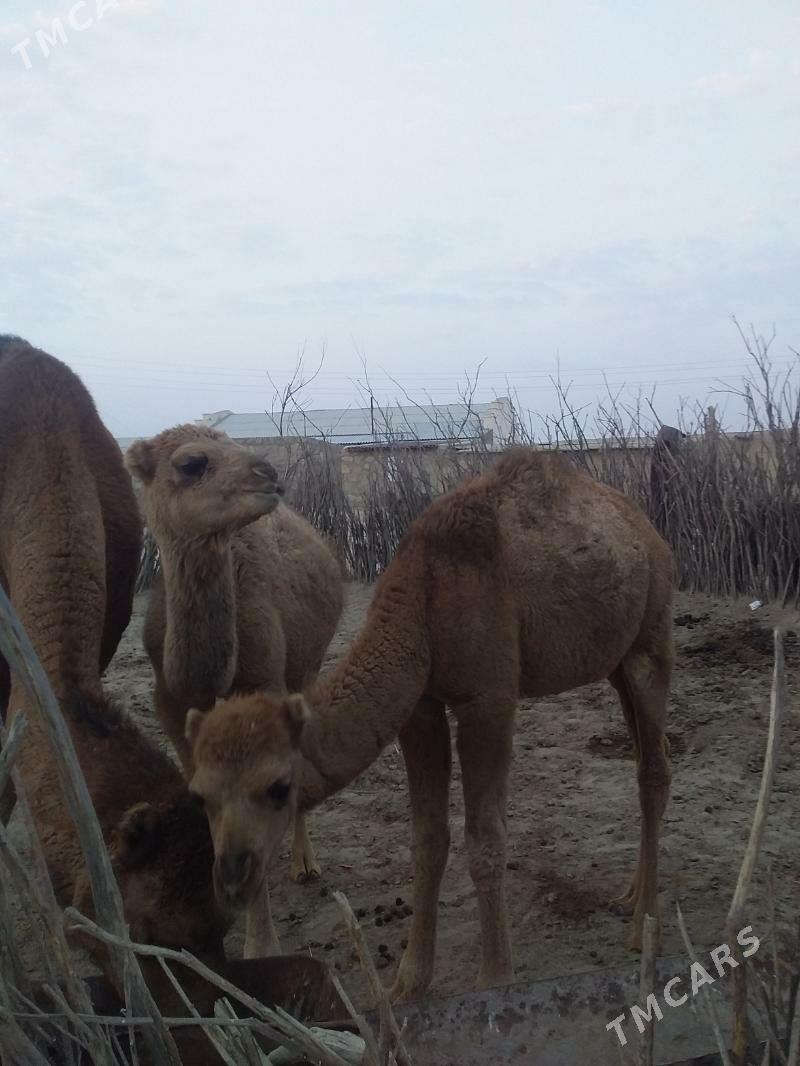 erkek torum - Берекет - img 1