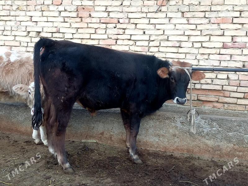 Şiwes okuz - Гёкдепе - img 2