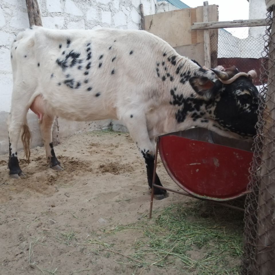 Göleli Sygyr - Джебел - img 2