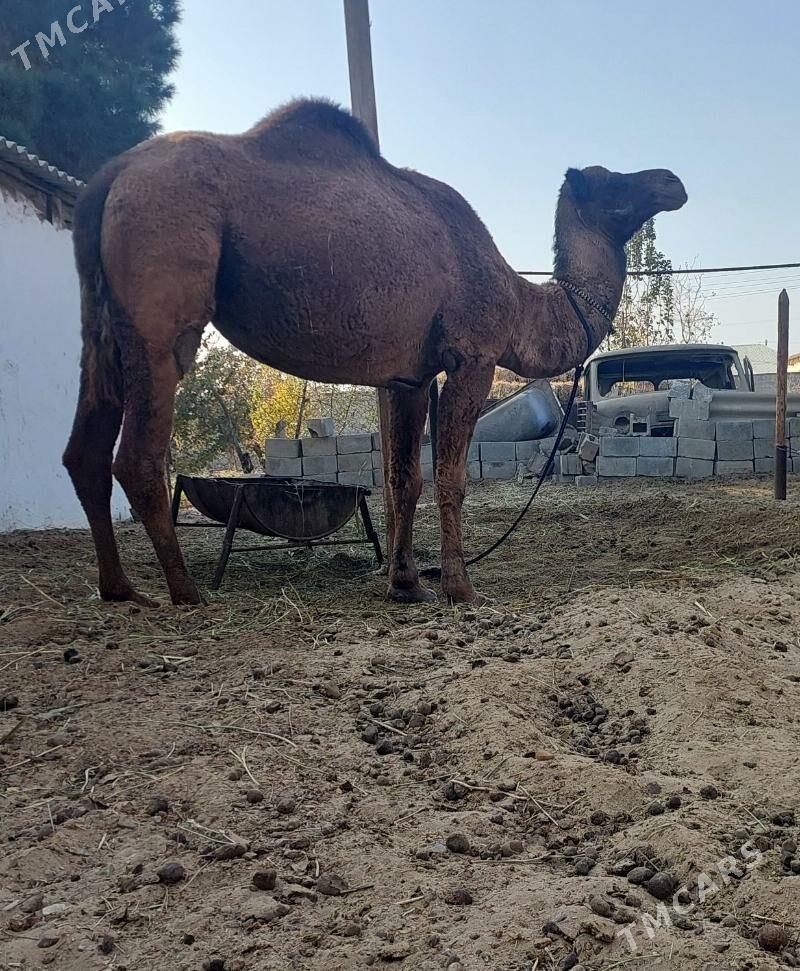 Torumly duye - Бахарден - img 2