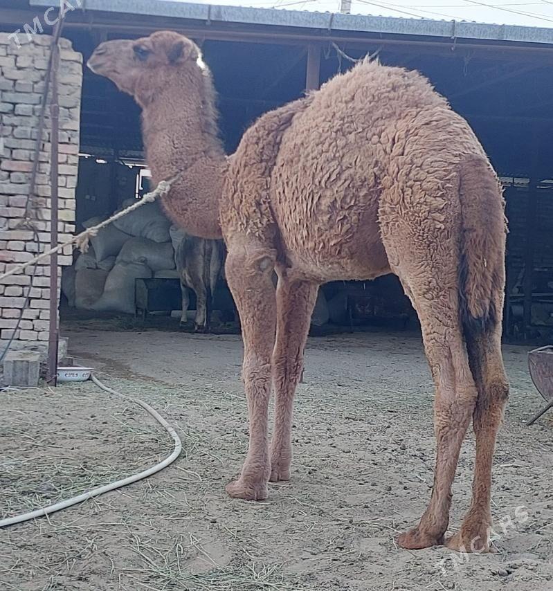 Torumly duye - Бахарден - img 4