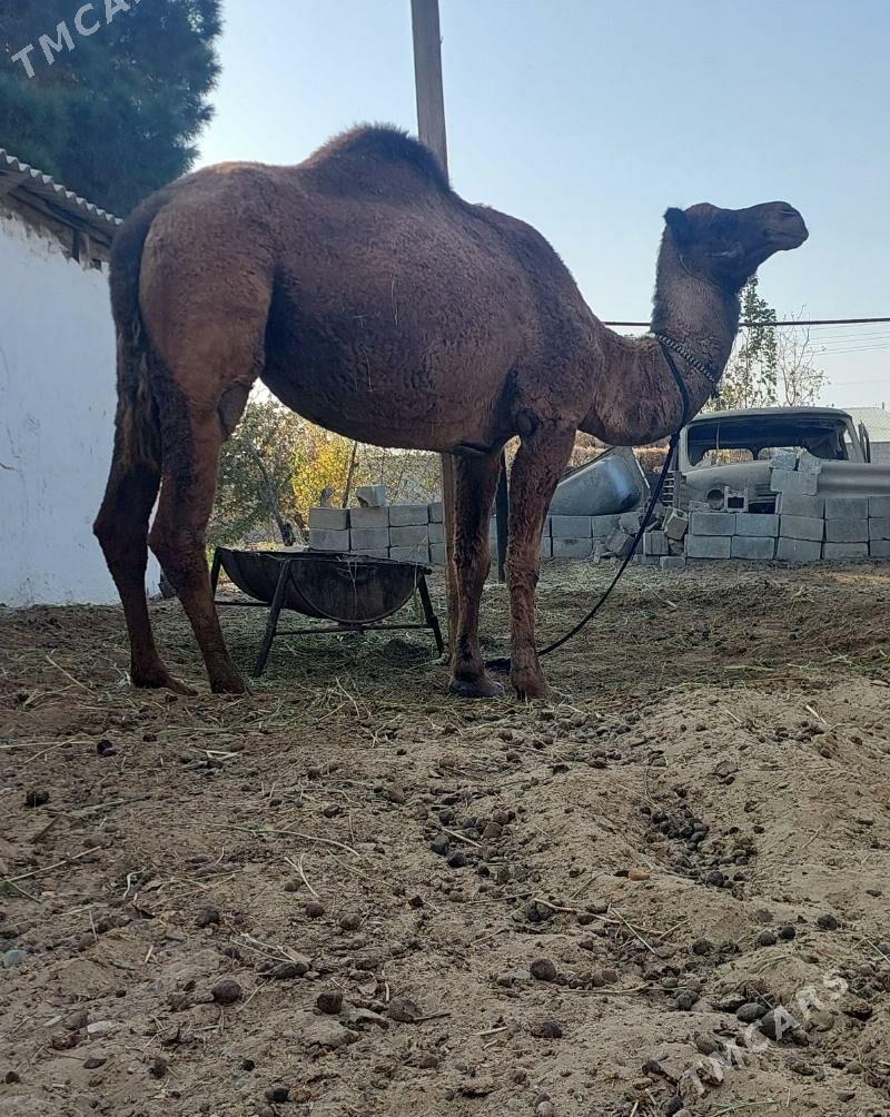 Torumly duye - Бахарден - img 5