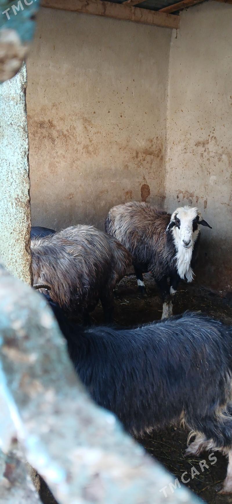 GOÇLAR - Hitrowka - img 2