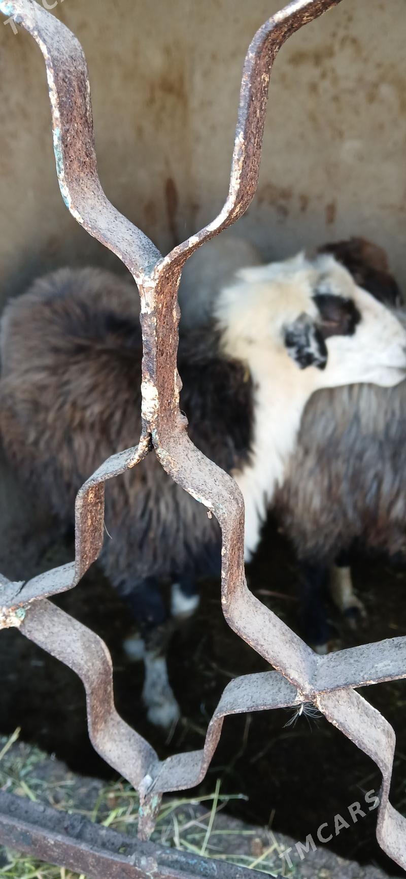 GOÇLAR - Hitrowka - img 3