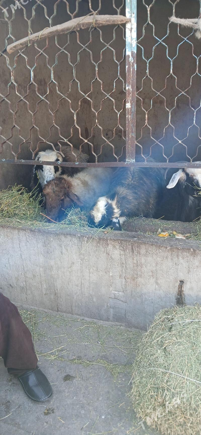 GOÇLAR - Hitrowka - img 4