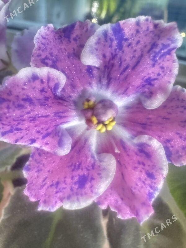 фиалки - Ашхабад - img 5