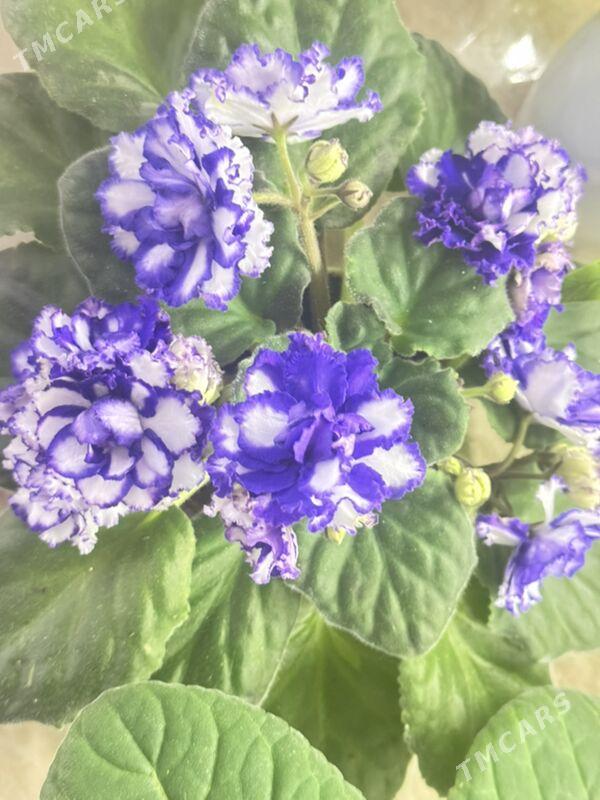 фиалки - Ашхабад - img 3