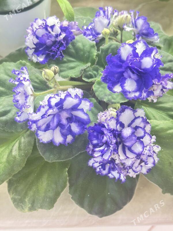 фиалки - Ашхабад - img 2