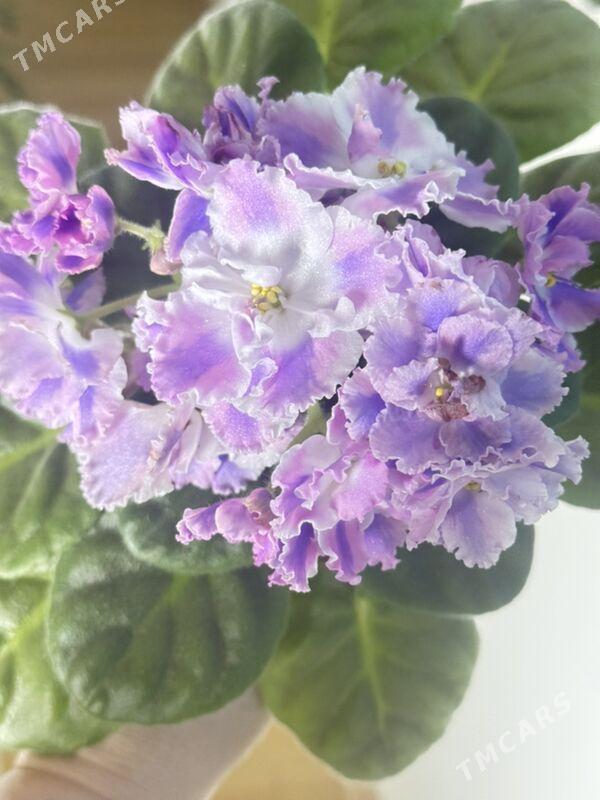 фиалки - Ашхабад - img 4