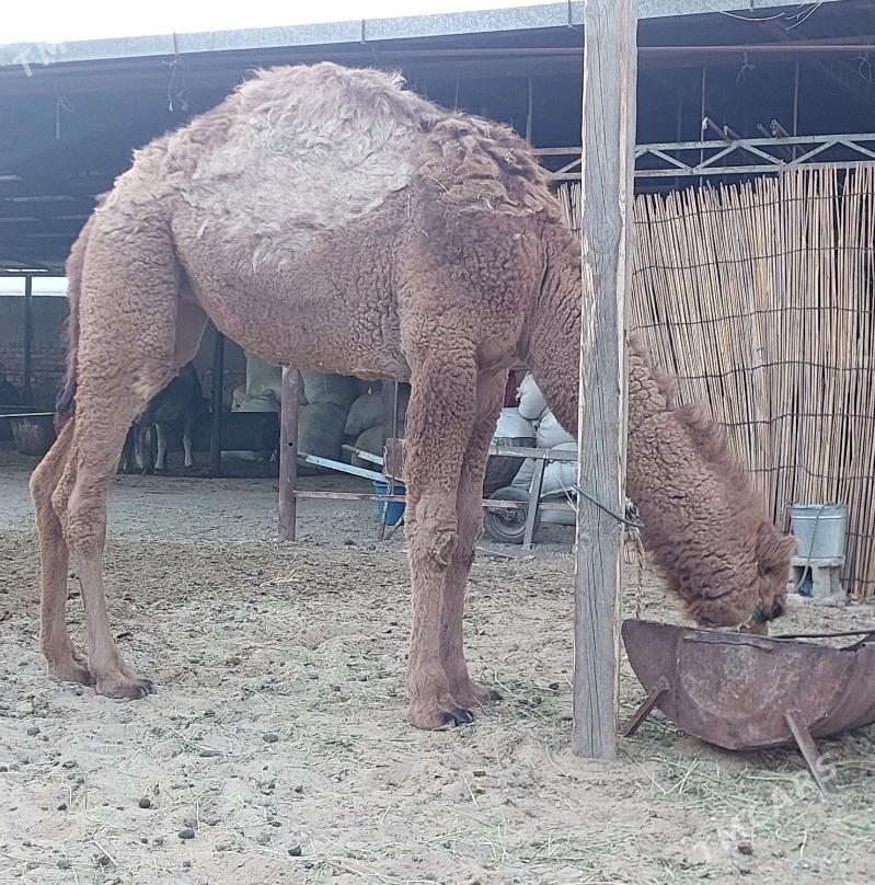 Torumly duye - Bäherden - img 3