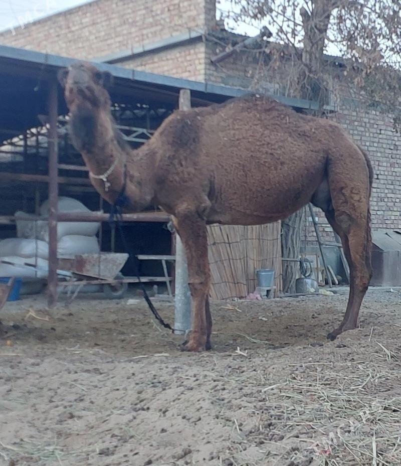 Torumly duye - Bäherden - img 5