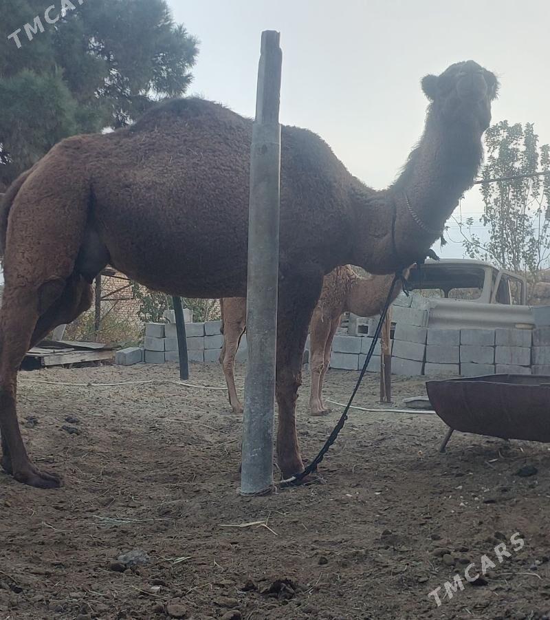 Torumly duye - Bäherden - img 4