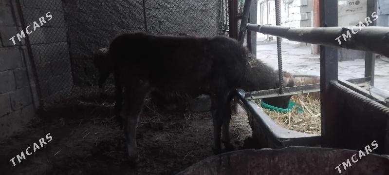 Gole okuz - Гуртли - img 4