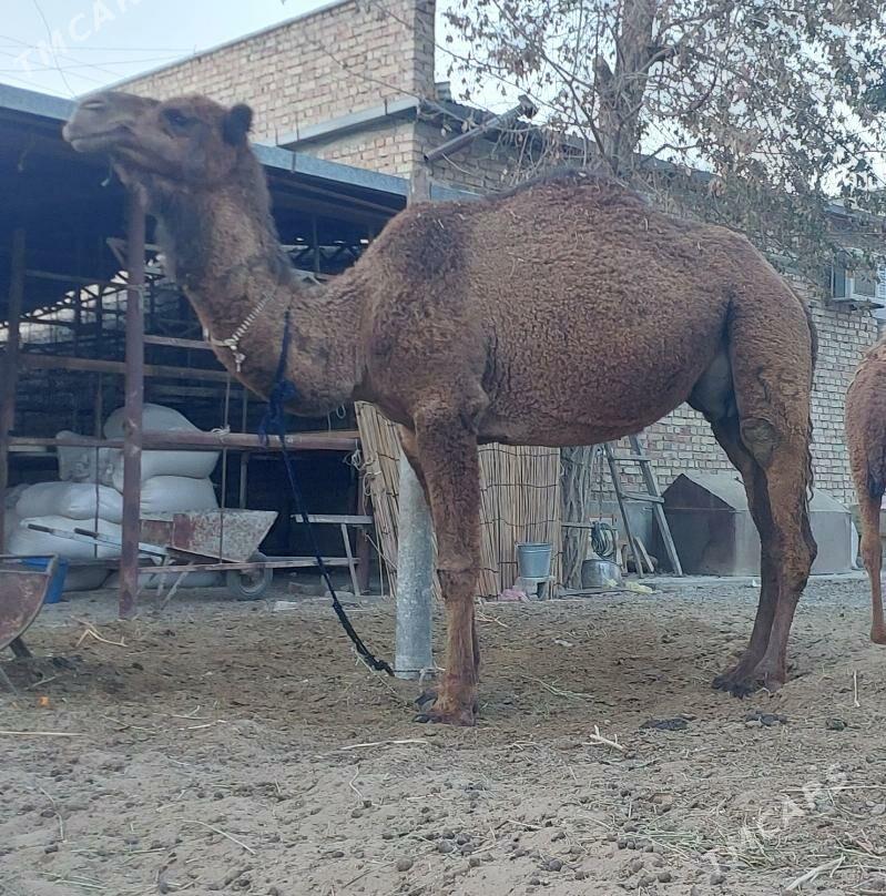 Torumly duye - Bäherden - img 2