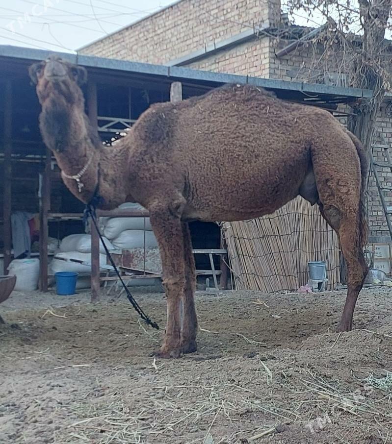 Torumly duye - Bäherden - img 1