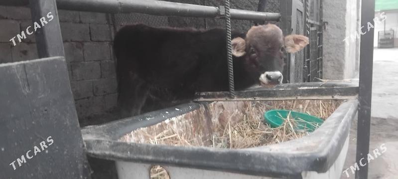 Gole okuz - Гуртли - img 2