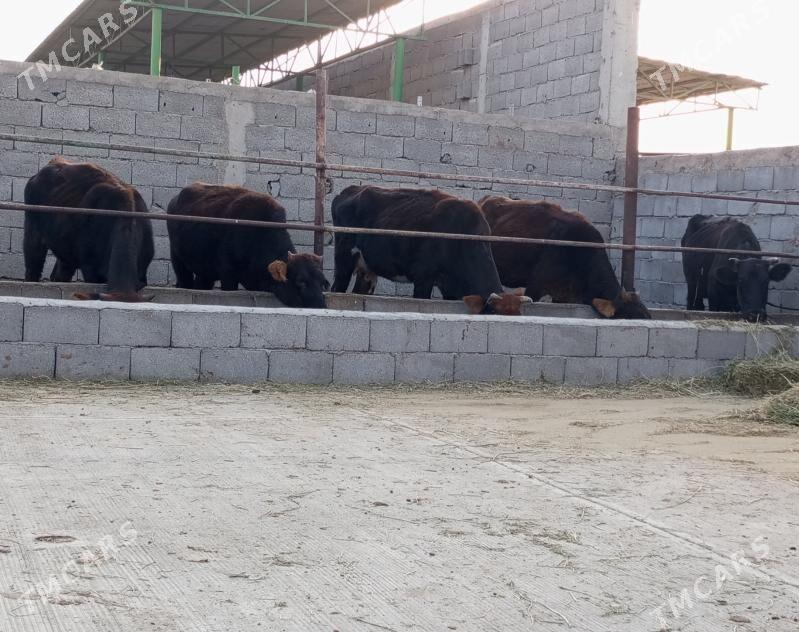 SEMİZ TÜWELER - Гёкдепе - img 4