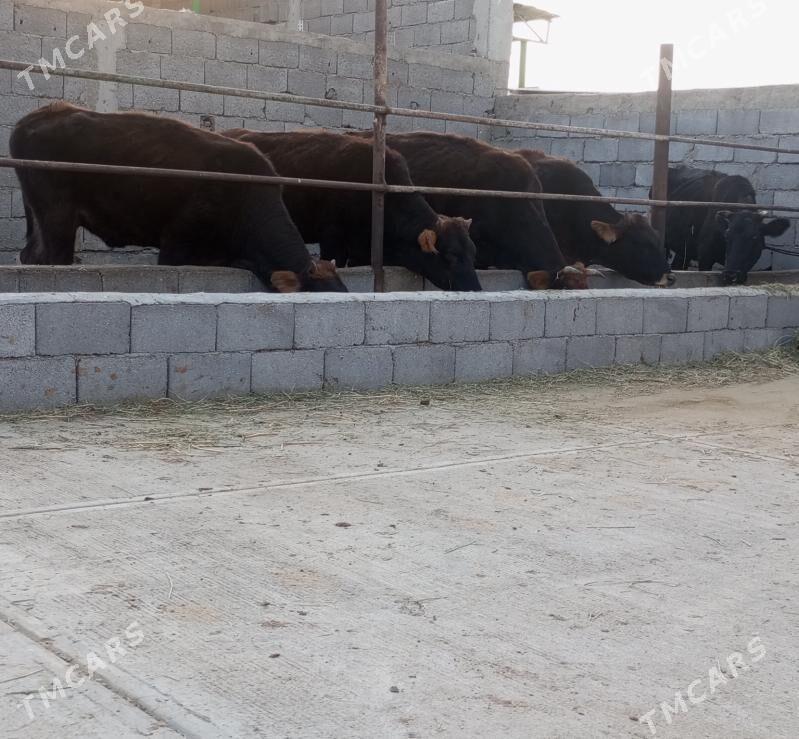 SEMİZ TÜWELER - Гёкдепе - img 2