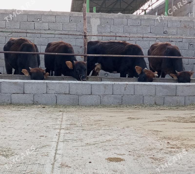 SEMİZ TÜWELER - Гёкдепе - img 3