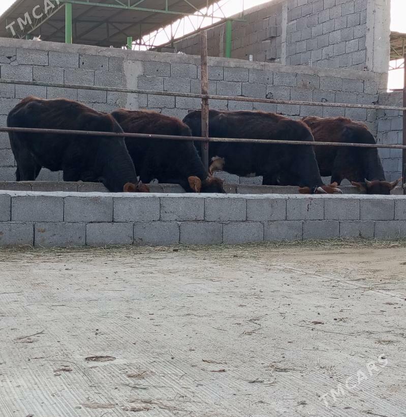 SEMİZ TÜWELER - Гёкдепе - img 1