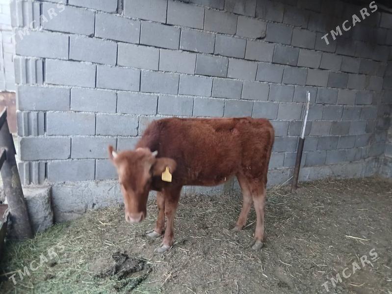 tüwe - Ашхабад - img 3