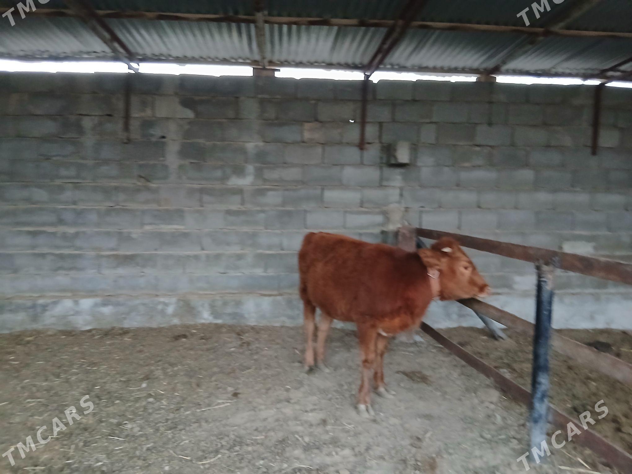 tüwe - Ашхабад - img 4