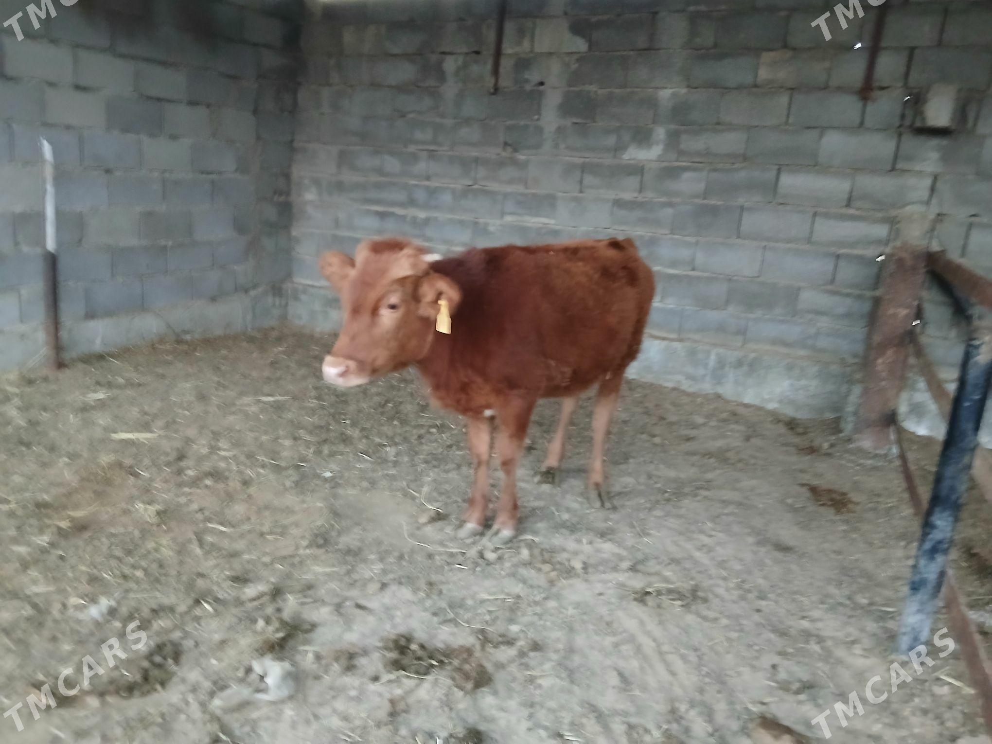 tüwe - Ашхабад - img 2