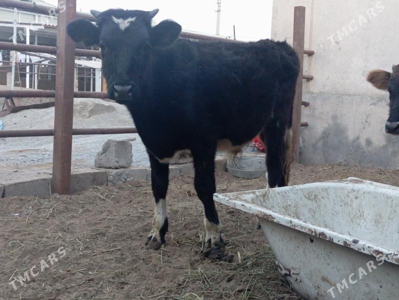 şibes öküz - Büzmeýin - img 2