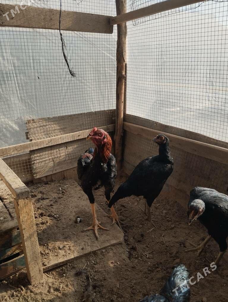 Байцов хораз - Чарджоу - img 4