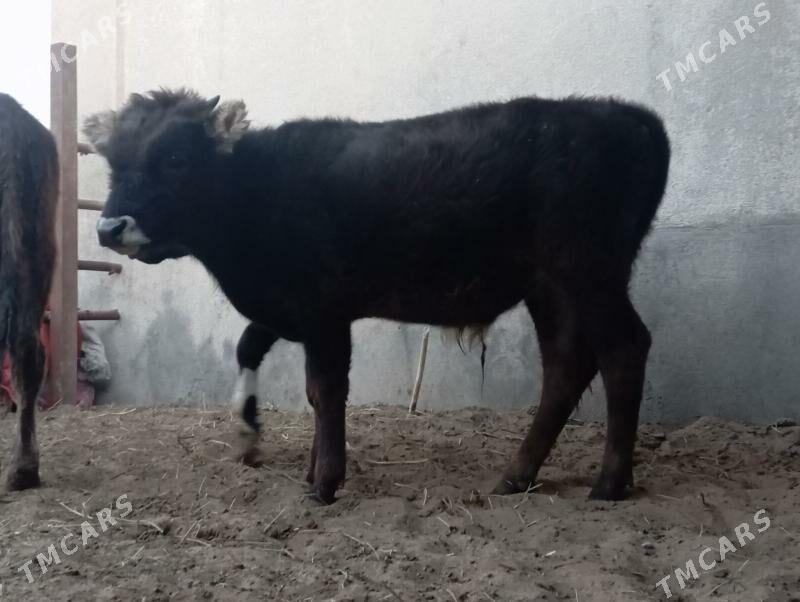 şibes öküz - Büzmeýin - img 4