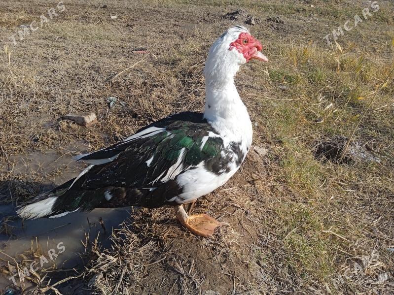 lotga ördek - Türkmengala - img 2