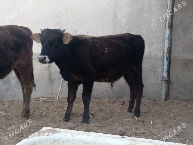 şibes öküz - Büzmeýin - img 3