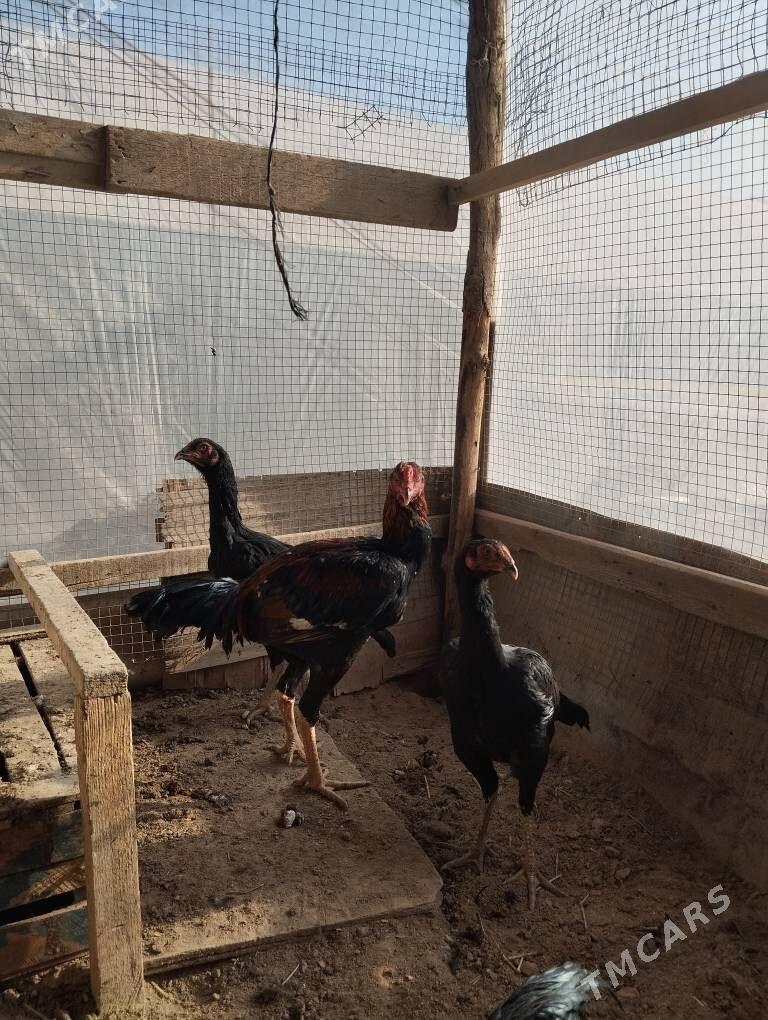 Байцов хораз - Чарджоу - img 5