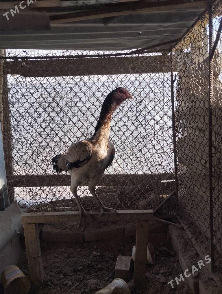 Байцов хораз - Чарджоу - img 3