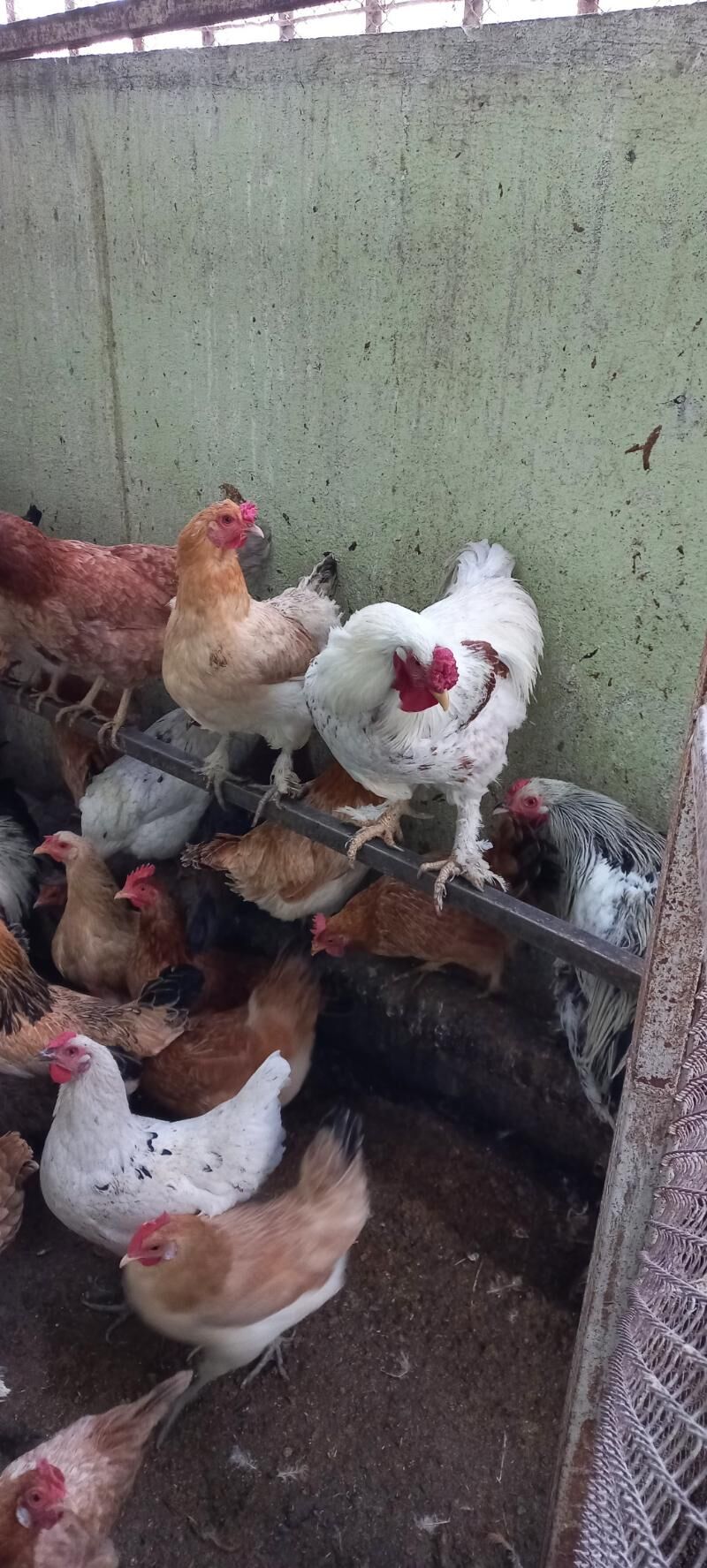 satlyk towuk we horaz - Ak bugdaý etraby - img 7