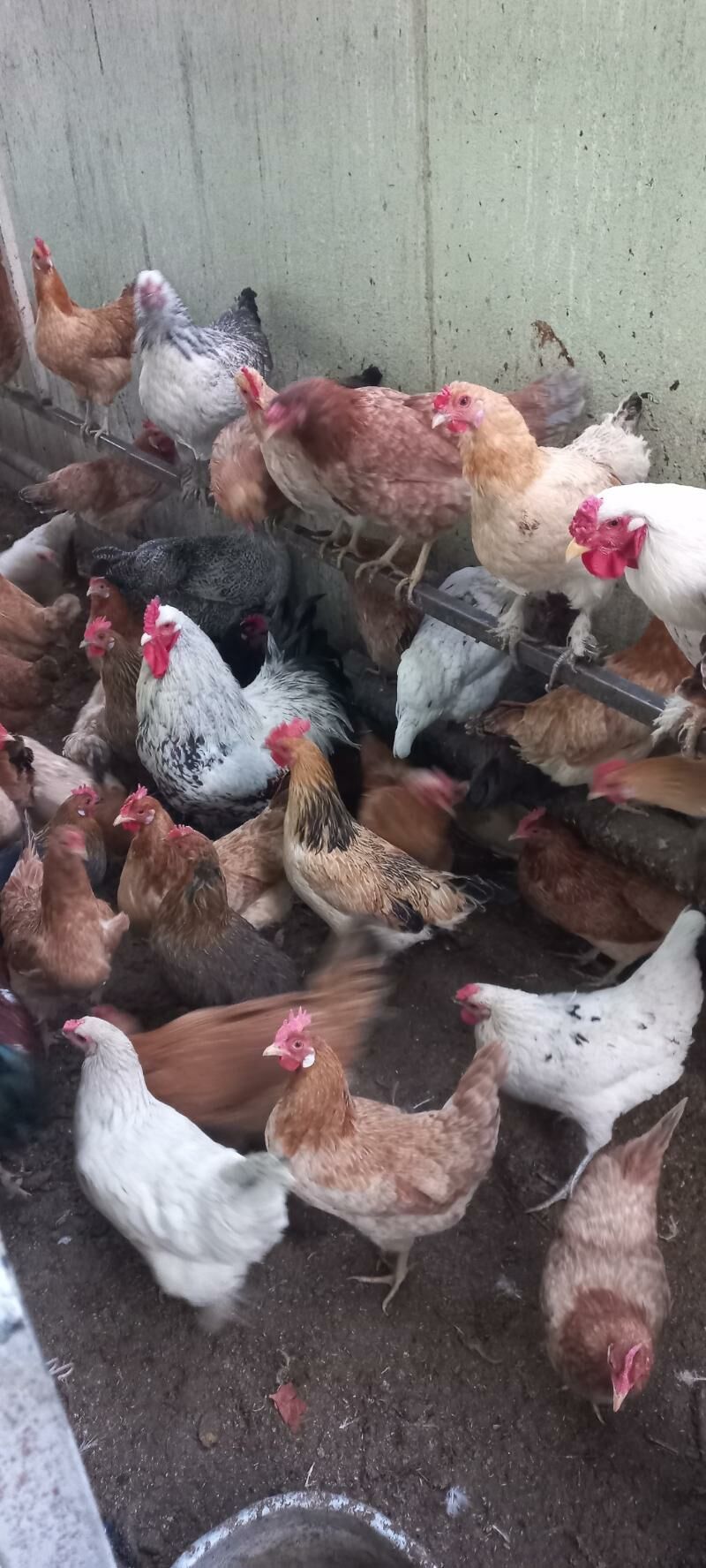 satlyk towuk we horaz - Ak bugdaý etraby - img 8